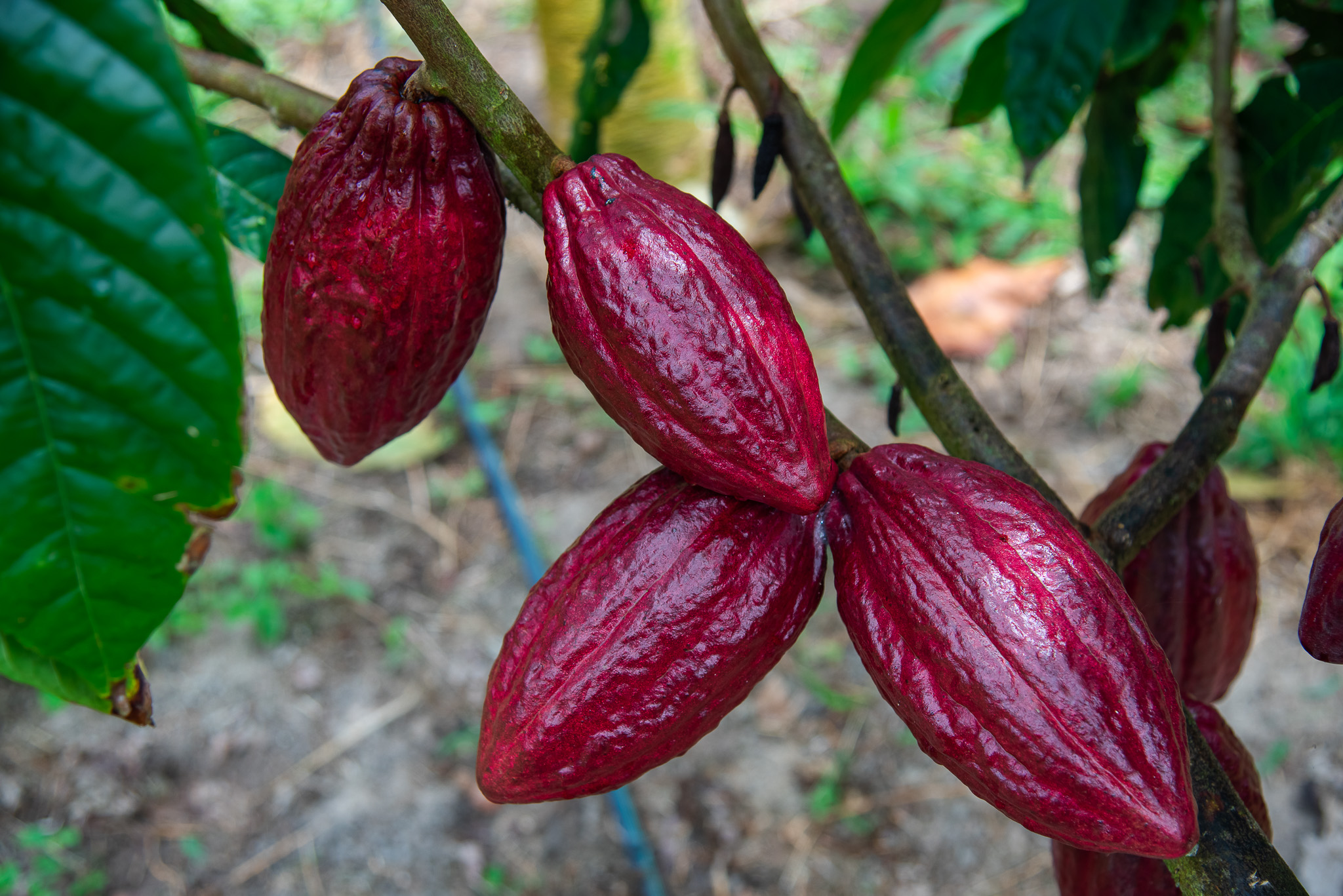 Cacau ganha força em Sergipe e consolida nova fronteira agrícola no Estado